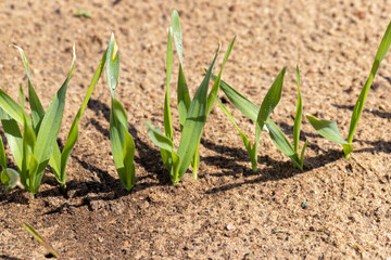 agricultural fields with a large number of young green cereal wheat as grass