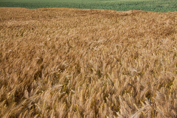 agricultural field with mature golden yellow cereals