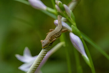 花の茎上で休憩しているカナヘビ