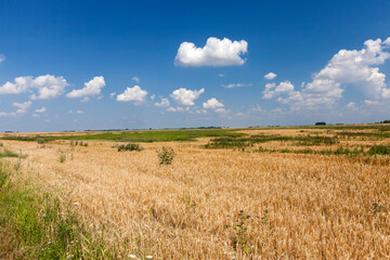 agricultural field with mature golden yellow cereals