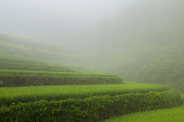 山間部にある棚田