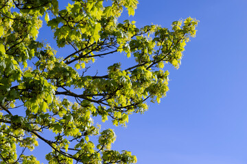 the young foliage of the maple tree in the spring season