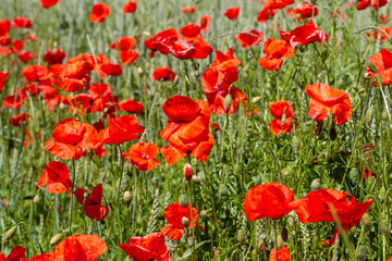 Fototapeta na wymiar red poppies growing in an agricultural field with cereals