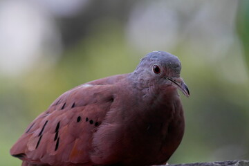 Close-up of a turtle dove (Columbina talpacoti), in Aburrá Valley in Medellín Colombia