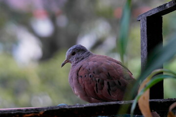 Close-up of a turtle dove (Columbina talpacoti), in Aburrá Valley in Medellín Colombia