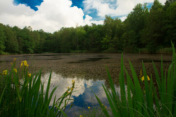 Obraz na płótnie Canvas Lilies in the pond. Beautiful landscape. Background. Texture.