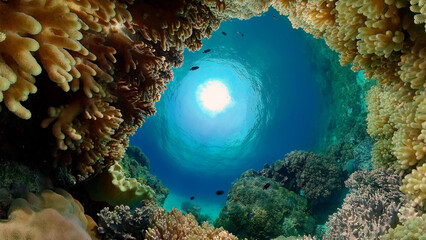 Reef underwater tropical coral garden. Underwater sea fish. Philippines.