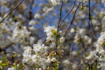 apple fruit trees blooming in the spring season