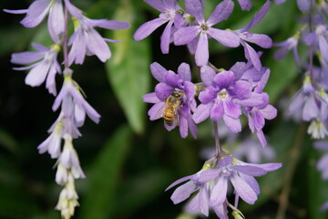 set of small purple flowers