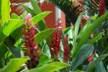 elongated red flower between green eyes