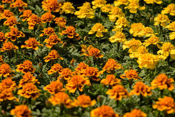 orange and yellow marigold flowers