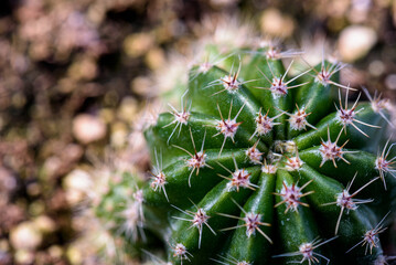 Macro Cactus 