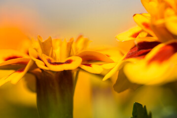 Fototapeta na wymiar Yellow Orange marigold blooms