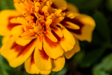 Fototapeta premium Closeup Yellow Marigold Flower