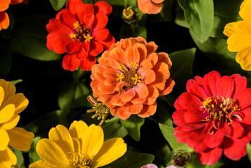 colorful flowers blooming