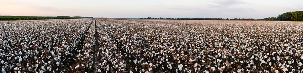 Missouri Cotton Field Ready for Harvest