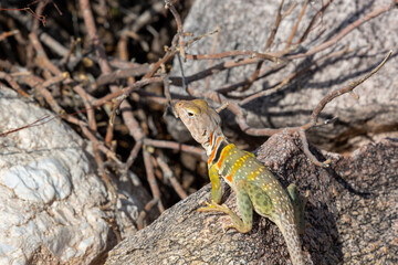 Eastern collared lizard, Crotaphytus collaris, basking in the sun on a rock in the Sonoran Desert off the Linda Vista hiking trail in the Catalina Mountains north of Tucson, Arizona, USA.