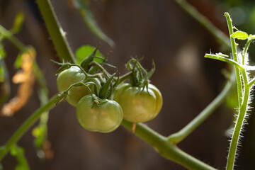 Grupo de tomates verdes en su rama en proceso de crecimiento. Tomate verdes en plantón. Group of three green cherry tomatoes on plant