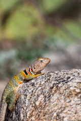 Eastern collared lizard, Crotaphytus collaris, basking in the sun on a rock, in the Sonoran Desert with prickly pear cactus in the background in the Catalina Mountains north of Tucson, Arizona, USA.