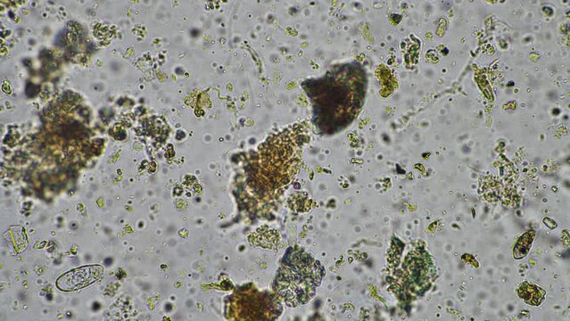 microorganisms and soil biology, with nematodes and fungi under the microscope.