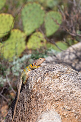 Eastern collared lizard, Crotaphytus collaris, basking in the sun on a rock, in the Sonoran Desert with prickly pear cactus in the background in the Catalina Mountains north of Tucson, Arizona, USA.