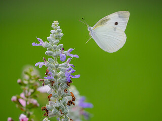 モンシロチョウの飛翔