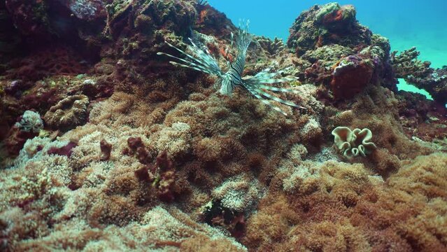 Lionfish. Fish a type of bone fish Osteichthyes. Scorpaenidae. Sri lanka.