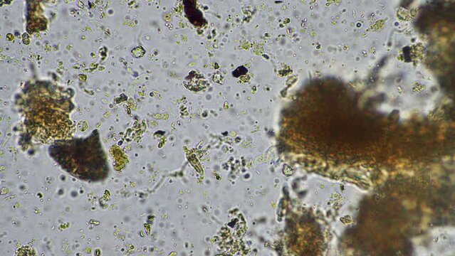 microorganisms and soil biology, with nematodes and fungi under the microscope.