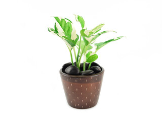 Epipremnum aureum plant in brown pot and sprinkled with black stone isolated on white background. houseplant for office or living room. Space for your text..