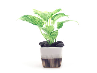 Epipremnum aureum marble queen plant in square white-brown pot and sprinkled with black stoneon isolated on a white background. Houseplant for office or living room. Space for your text..