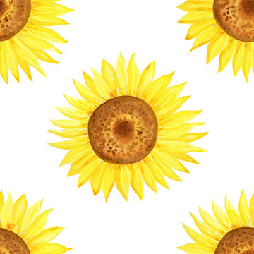 Sunflowers watercolor seamless pattern. Blooming heads of yellow flowers of agriculture endless background. Hand drawn illustration for fabric and wrapping paper.