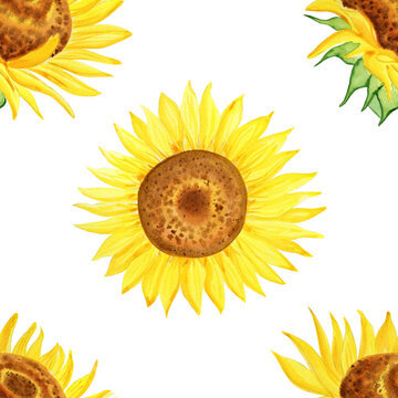Sunflowers watercolor seamless pattern. Blooming heads of yellow flowers of agriculture endless background. Hand drawn illustration for fabric and wrapping paper.	