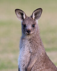 Juvenile eastern grey kangaroo (Macropus giganteus) in the wild, Kangaroo valley, New South Wales