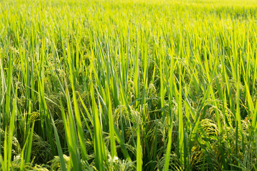 fresh green paddy on the field in the morning horizontal composition