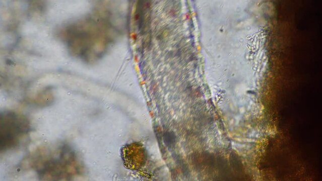 microorganisms and soil biology, with nematodes and fungi under the microscope.