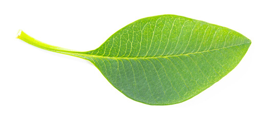 Fototapeta na wymiar fresh Plumeria rubra Linn leaf on white background