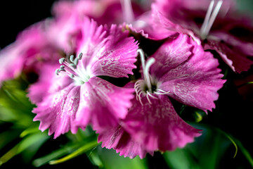 turkish carnation flowers on a blurred background,
