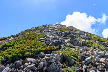 Fototapeta na wymiar 標高3000メートルの山頂の岩には厳しい冬を耐え忍んだ高山植物たちが育っています Alpine plants that have endured the harsh winter grow on the rocks of the 3,000-meter summit.