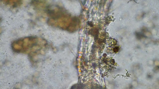 microorganisms and soil biology, with nematodes and fungi under the microscope.