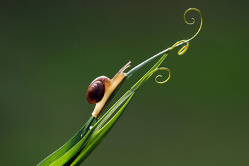 snail on the leaf