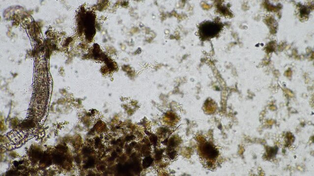 microorganisms and soil biology, with nematodes and fungi under the microscope.