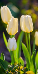 Beautiful, white flowers in nature with green grass and plant life outside. Closeup of tulips in a natural garden on a spring morning outdoors. Outdoor view of fresh park plants on a gardening day.