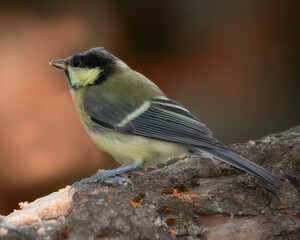 Bird, nature and wildlife landscape of animal sitting on a tree branch with copy space background. Beautiful great green tit looking for food in a forest. Birdwatching in nature reserve habitat