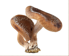 Shiitake mushrooms isolated cutout