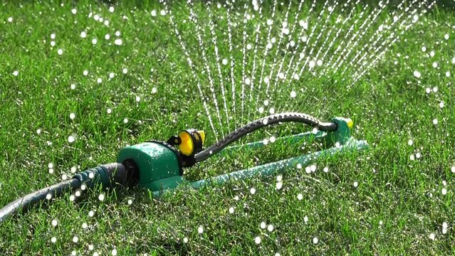 A water oscillating sprinkler watering a green lawn during the summer on a sunny hot day