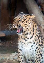 The leopard female is growling. Portrait, close-up.