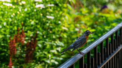 An American robin in Riverside Park