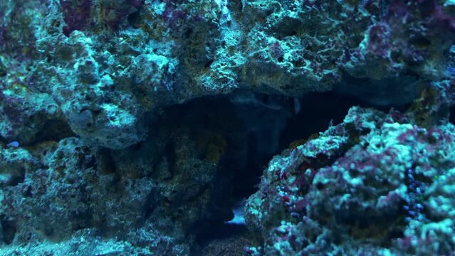 Close up of Valentin's sharpnose pufferfish (Canthigaster valentini). clown fish swimming in the aquarium close-up