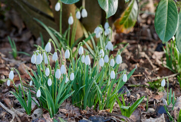 Closeup of white flowers in a green garden, fresh nature on a sunny day. Peaceful, relaxing and soothing Snowdrops growing in a lush green forest on a quiet morning. Buds blooming in park or yard
