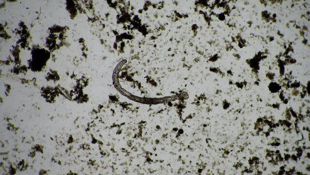 microorganisms and soil biology, with nematodes and fungi under the microscope.